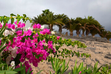 Blooming pink bougainvillea on a blurred palm trees background in Tenerife,Canary Islands,Spain.