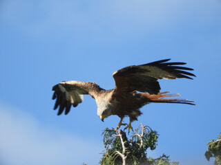 red kite
