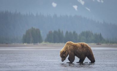 A brown bear digs for clams on the coast of Lake Clark National Park, Alaska.  © David W Shaw