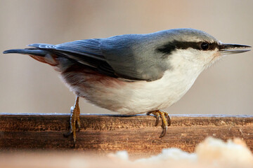 Common nuthatch. Nuthatch sits on the edge of the feeder.