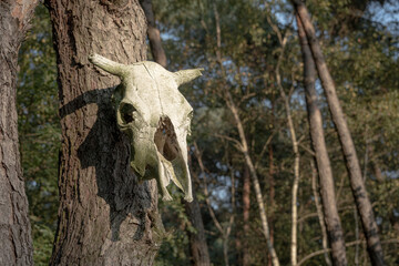 Stara czaszka jelenia powieszona na drzewie w lesie - obrazy, fototapety, plakaty