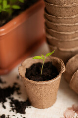 sprout in a peat pot with earth on the background of other pots