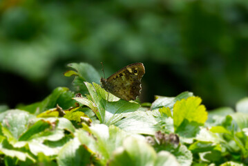 Speckled Wood Butterfly (Pararge aegeria) perched on green leaf in Zurich, Switzerland