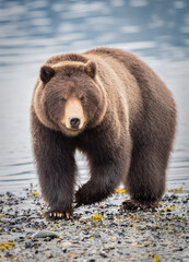Obraz premium A Brown Bear (Ursus arctos) walks down the beach of Admirality Island, in the Tongass National Forest, Alaska.