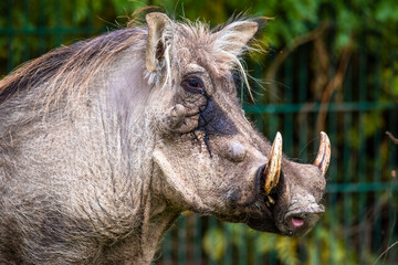 Warthog portrait; Phacochoerus Aethiopicus , Czech Republic