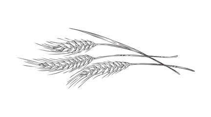 Monochrome wheat plant with grains, hand drawn vector illustration isolated.