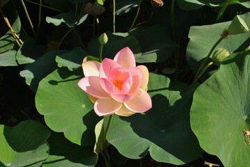 pink water lily