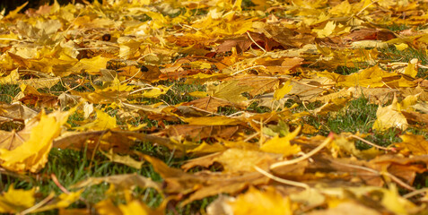 Fallen golden autumn Maple (Acer)  leaves on grass in sunny morning light. Yellow foliage. Selective focus.