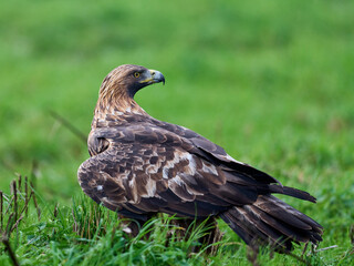Golden eagle (Aquila chrysaetos)