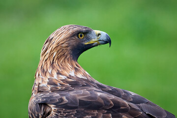 Golden eagle (Aquila chrysaetos)