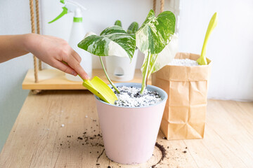 Monstera borsigiana albo variegated in a pink pot. Mixing perlite granules pellets with black...
