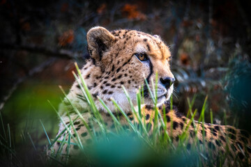 Close-up of cheetah sitting turning head round, portrait of cheetah © milanvachal
