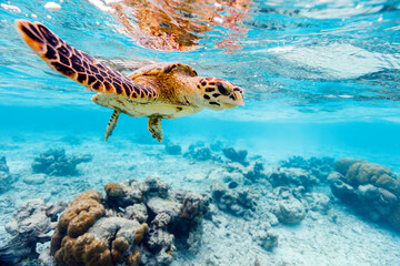 Fototapeta na wymiar Hawksbill sea turtle