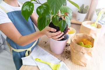 The process of planting a hibiscus housplant in a pink plastic pot by a gardener at home. A lump of soil with a houseplant in the hands of a girl in an apron, caring for the plants by the window.