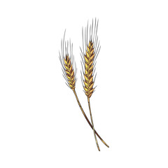 Wheat spikelets in colored sketch vector illustration isolated on white