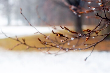Raindrops on a bare branch in the spring during the melting snow