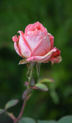Autumn flowers in November, rose on an autumn November day.