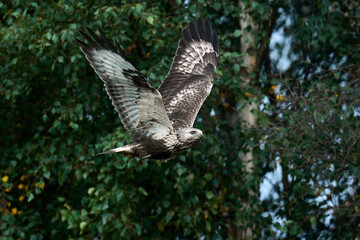 Rough-legged buzzard (Buteo lagopus)