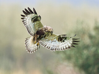 Rough-legged buzzard (Buteo lagopus)