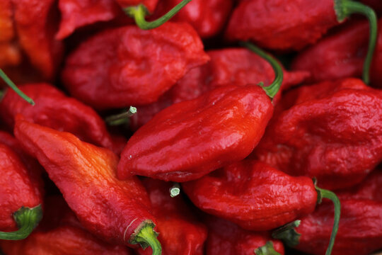 Basket of Fresh Bhut Jolokia Ghost Chili Peppers at rural farmers market