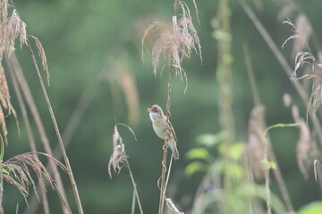 Eurasian Reed Warbler (Acrocephalus scirpaeus)