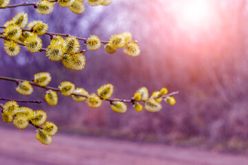 Willow branches with catkins on a blurred background during sunset , Easter background