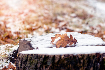 Snow-covered oak leaf on a snow-covered stump, winter view