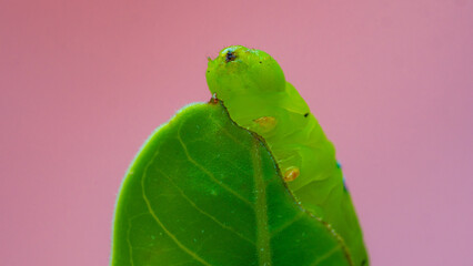 The caterpillar or Larva is about to eat the leaves. The caterpillars eat the leaves of adenium. during the rainy season.