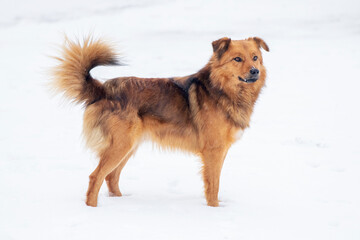 Big brown dog standing in the snow
