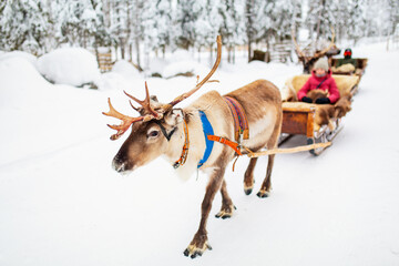Reindeer safari in Lapland - obrazy, fototapety, plakaty