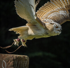 A barn owl closeup in a falconry in saarburg, copy space