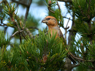 Parrot crossbill (Loxia pytyopsittacus)