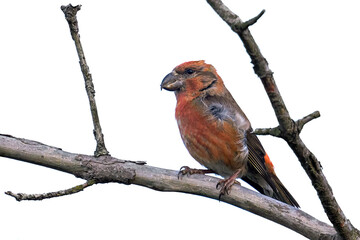 Parrot crossbill (Loxia pytyopsittacus)