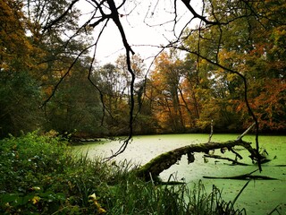 Autumn in the park