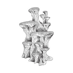 Underwater coral plant or seaweed sketch vector illustration isolated on white.