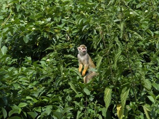 A squirrel monkey (Saimiri sciureus) is watching what is happening