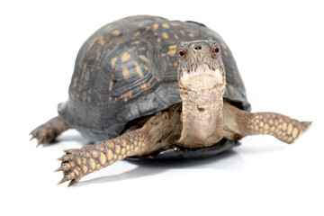 Naklejka premium Eastern Box Turtle with healed shell injury from getting run over on a road