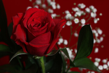 Red Rose on Red Velvet Background Close up