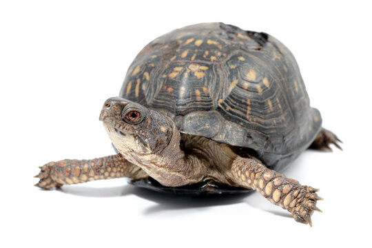 Eastern Box Turtle With Healed Shell Injury From Getting Run Over On A Road