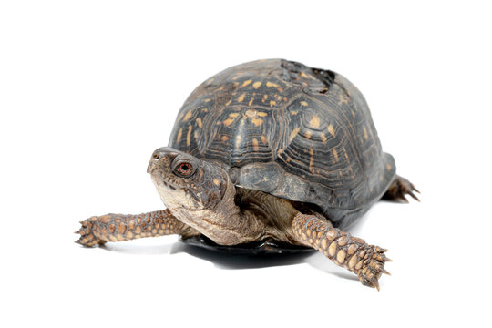 Eastern Box Turtle With Healed Shell Injury From Getting Run Over On A Road