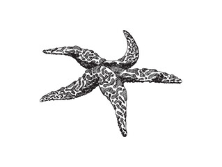 Starfish undersea animal engraving hand drawn vector illustration isolated.