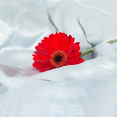 Good morning flower. Red gerber on silk sheets. Have a nice day concept.