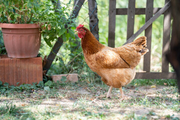 Free range red chicken is walking around in the garden