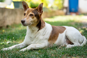 Naklejka na ściany i meble Portrait of a medium sized dog lying on the grass with ears pricked up