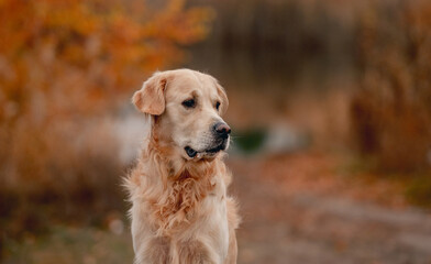 Golden retriever dog in autumn forest