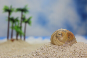 Sea Shell on Beach With Palm Trees in Background