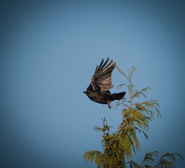 A crow on a tree in jena at a cemetery at summer, copy space