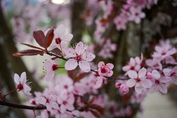 pink cherry blossom