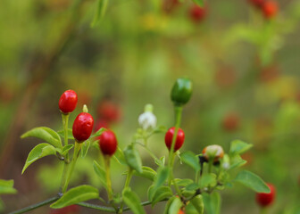 Obraz premium Native Pepper of Texas Chiltepin Pepper Capsicum annuum var. glabriusculum