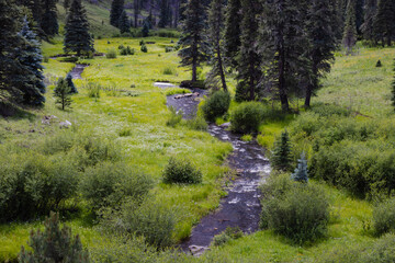 Along the West Fork Black River on the Thompson Trail in the White Mountains of east central Arizona.